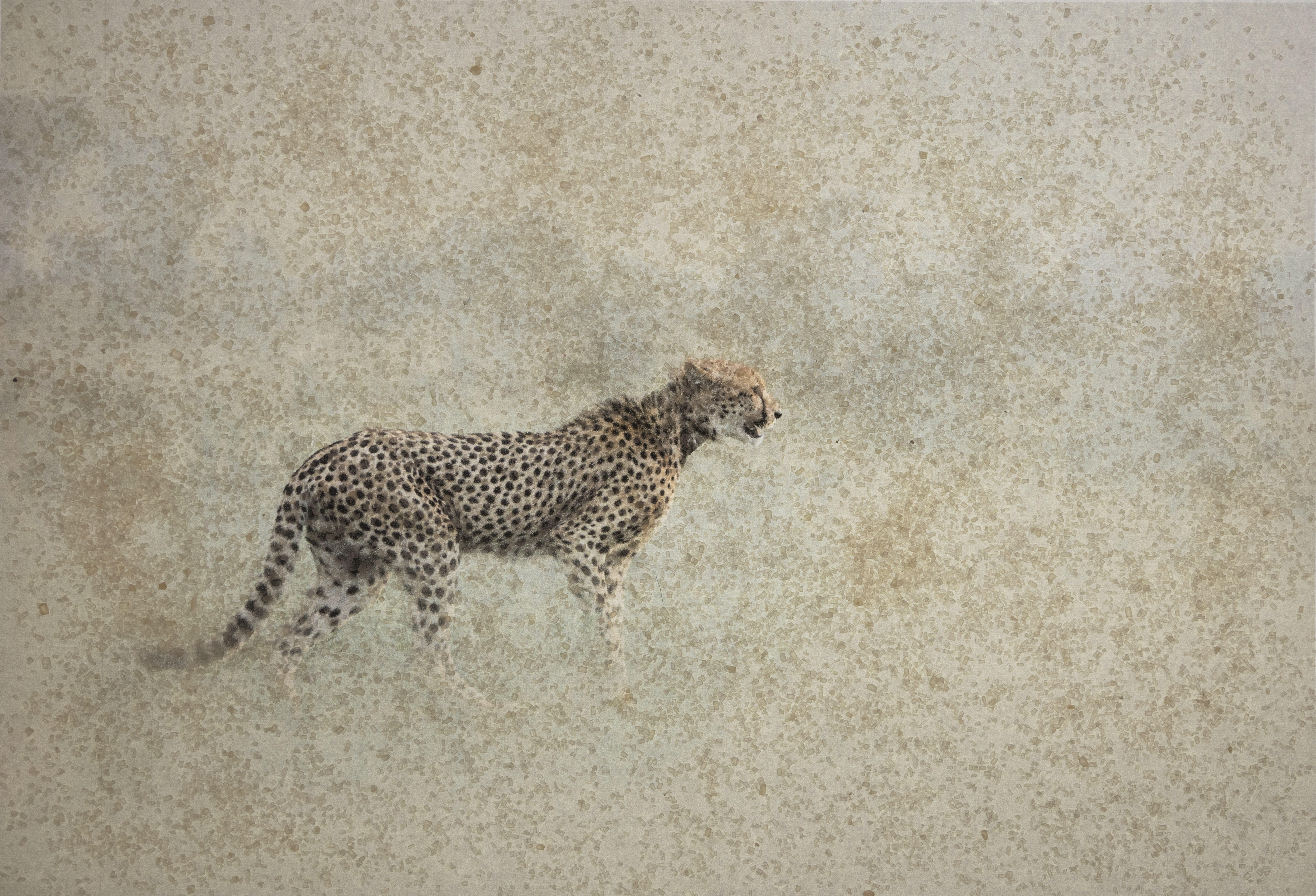 Cheetah in the Dust, photographed by Mia Joubert