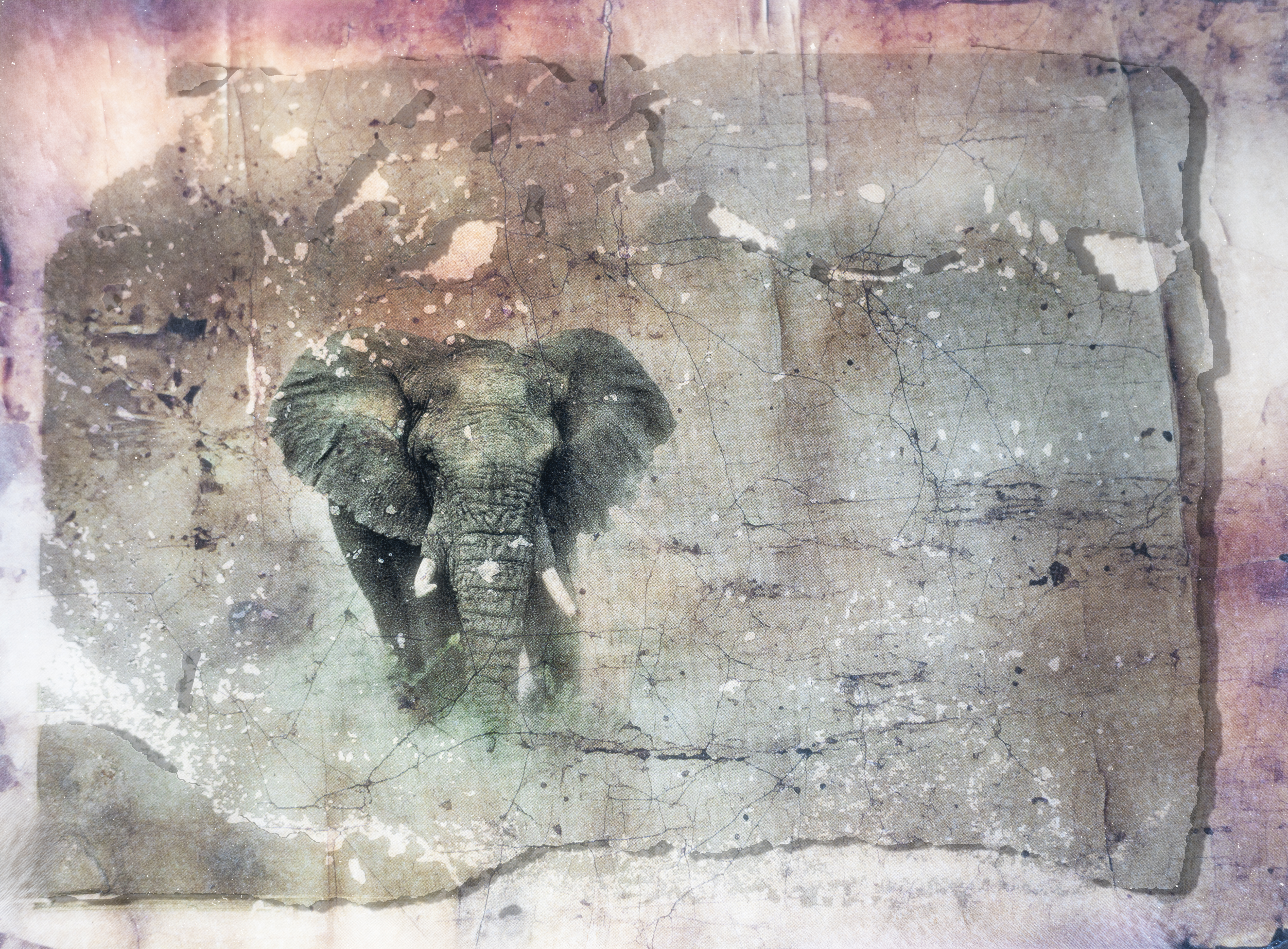 Elephant Memory, photographed by Mia Joubert
