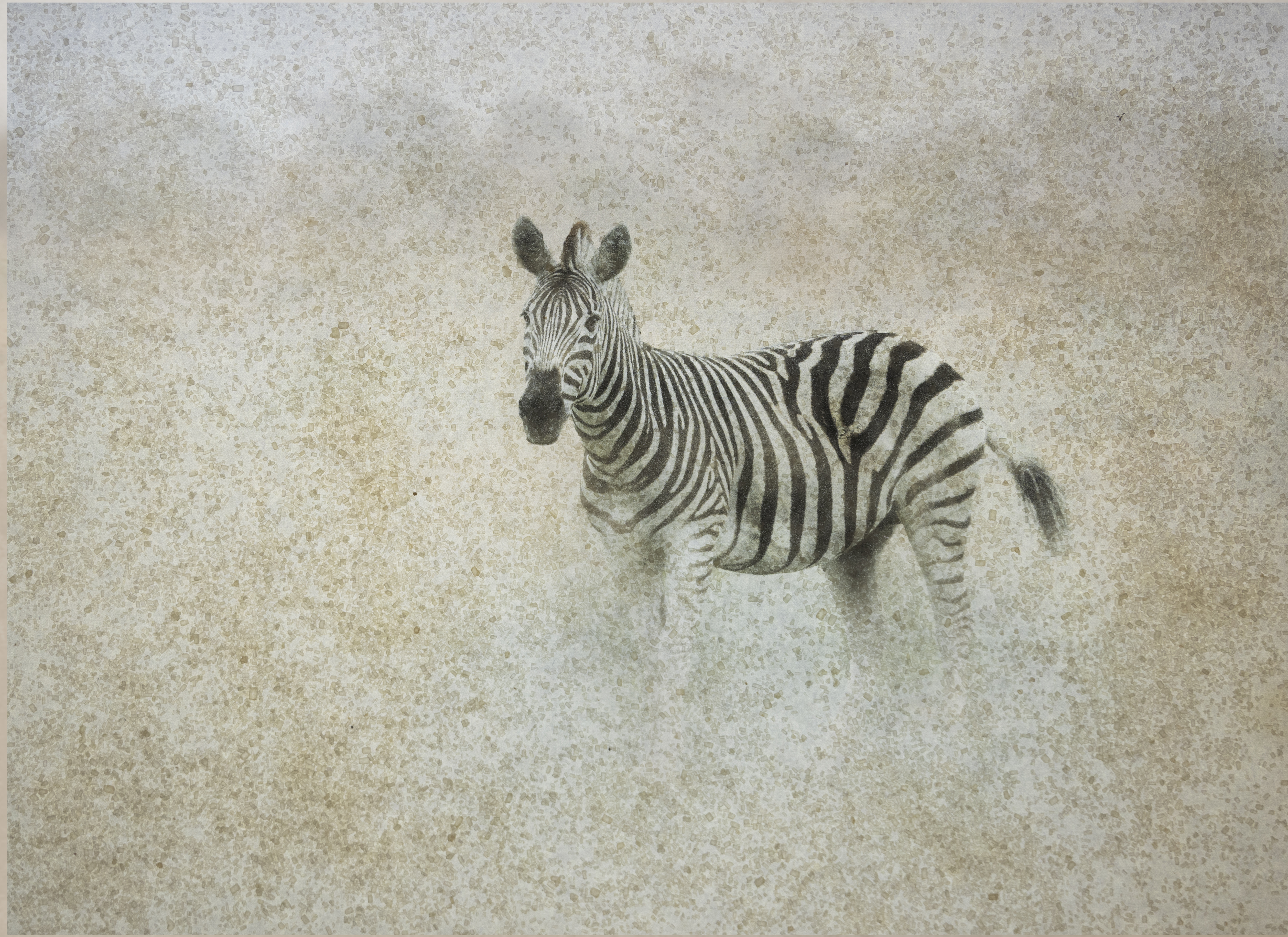Striped Silence, photographed by Mia Joubert