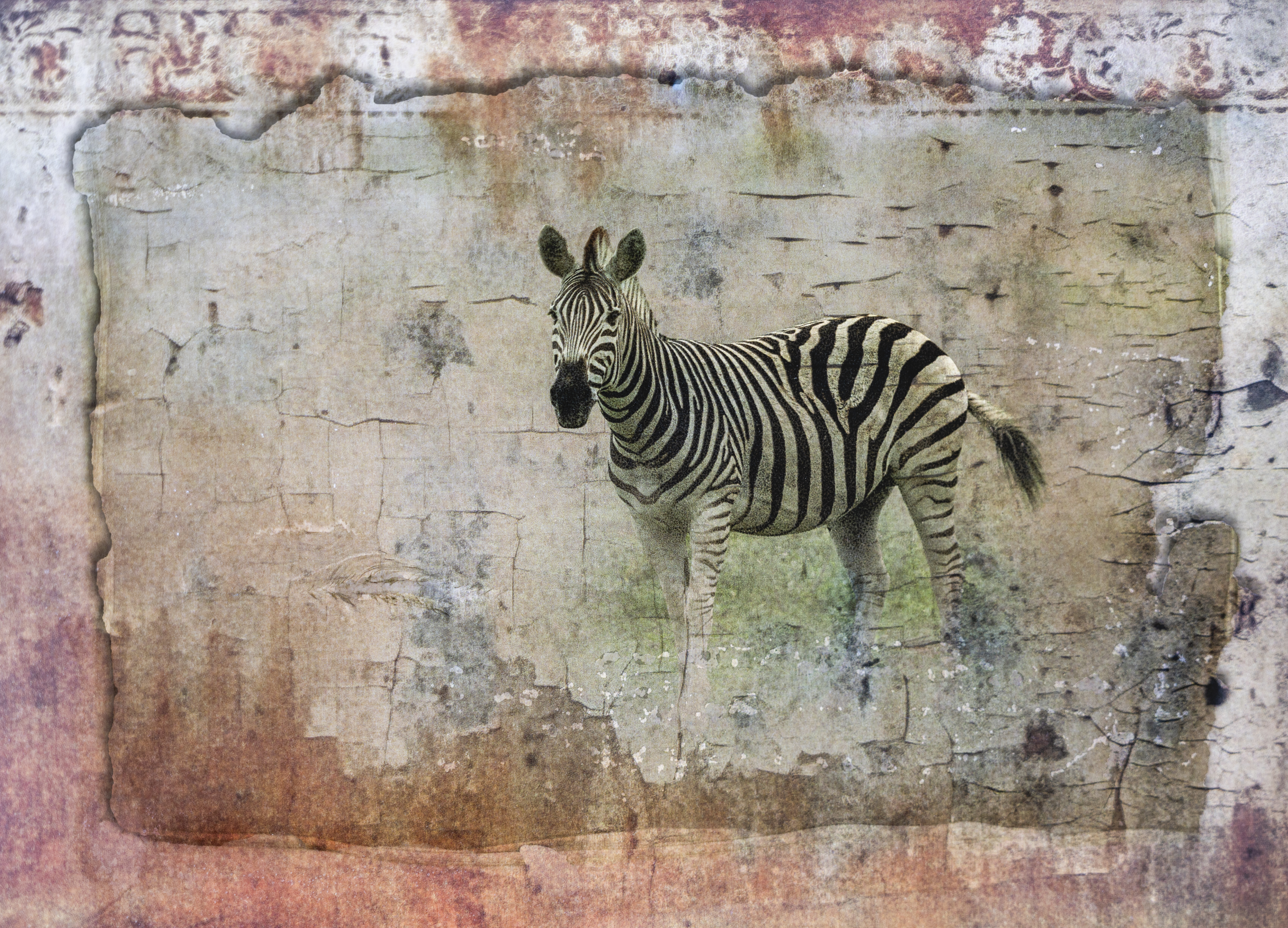 Wild Imprint, photographed by Mia Joubert